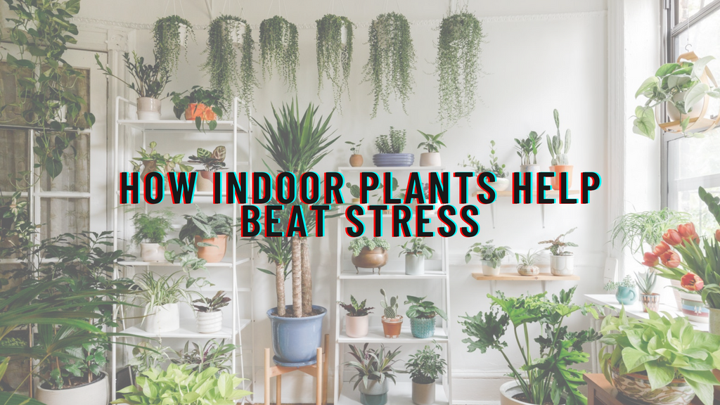 How Indoor Plants Help Beat Stress