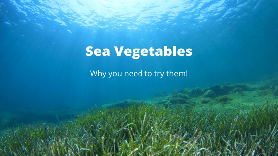 Sea Vegetables, and why you need to try them!
